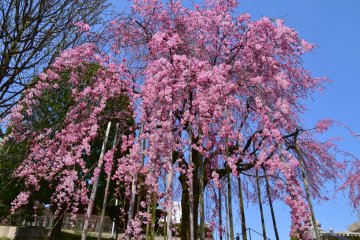 <p>Betapa menakjubkan pohon bunga sakura !</p>