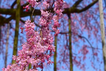 <p>rangkaian tangkai sakura mekar berwarna merah muda nan cantik berkibar-kibar di udara&nbsp;</p>