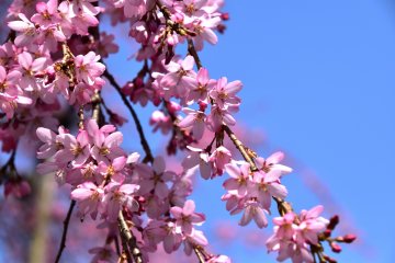 <p>Sakura mekar di musim semi yang cerah</p>