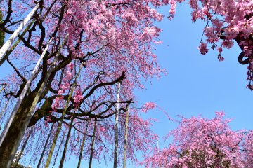 <p>Untaian pohon sakura ini di topang dengan tiang-tiang kayu</p>