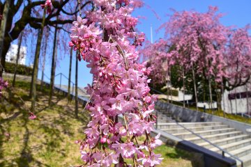 <p>Dahan sakura yang sangat penuh dengan mekar di bawah langit biru</p>