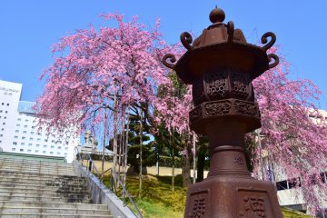 <p>Lentera perunggu raksasa di kuil Yashiro Sakaeno, berlatar pohon bunga sakura yang anggun</p>