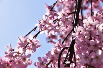 <p>Dahan sakura memantulkan cahaya di bawah cerahnya sinar matahari</p>