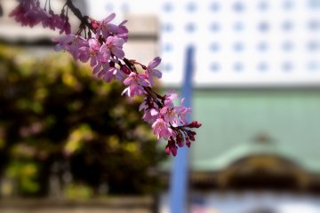 <p>Tangkai sakura dengan latar belakang atap kuil yang kabur</p>