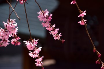 <p>Tangkai merah muda yang cantik membuat kontras yang jelas dengan latar belakang yang gelap</p>