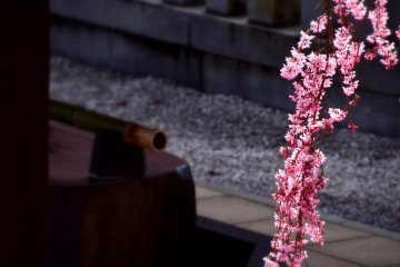 <p>Untaian bunga sakura dan kolam pemurnian</p>