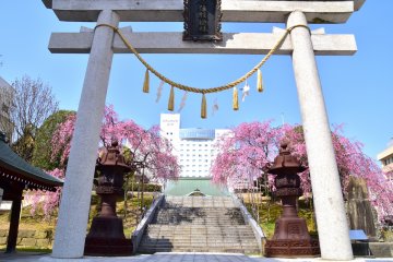 <p>Gerbang putih, untaian tali emas yang suci, dua lentera perunggu raksasa dan dua pohon sakura yang menjuntai kesemuanya itu menggambarkan kuil Sakaeno Yashiro di pusat kota Fukui</p>