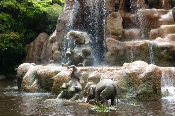 Jungle Cruise Boat Ride