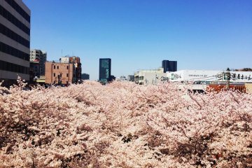 Nakameguro Cherry Blossoms