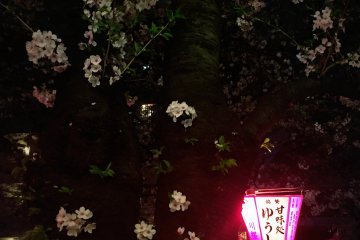 <p>A cute tree</p>