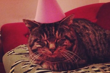 <p>Party Neko/Mascot Naa chan</p>