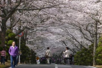 Cherry blossoms
