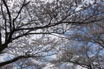 Cherry Blossoms in the air