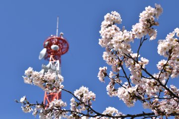 Musim semi di jalan Sakura Fukui