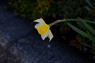 Flowers on Fukui's Sakura Street