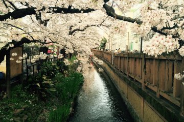 <p>About 400 cherry trees were planted along this river.</p>