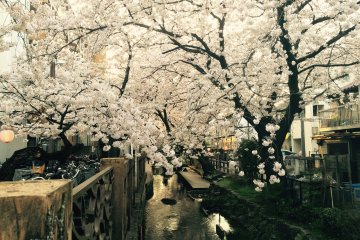 <p>You can enjoy walking for 2 km under the cherry blossoms.</p>