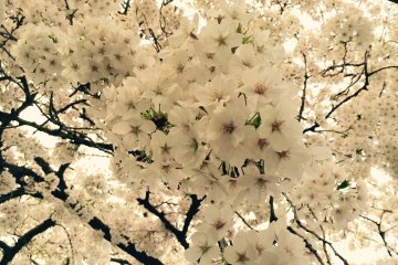 <p>Cherry petals cover the sky.</p>