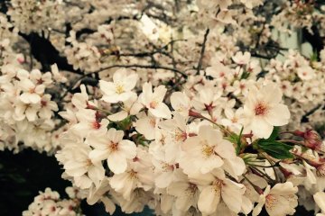 <p>You can see this beautiful view for about one week only each spring.</p>