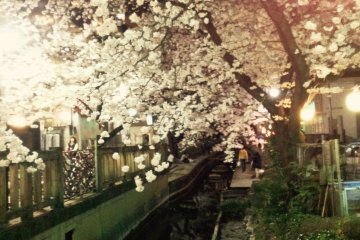 <p>Yozakura ( Cherry tree in the dark)</p>