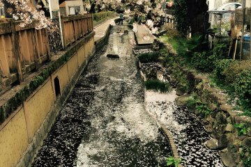 <p>Cherry petals are flowing along the river.</p>