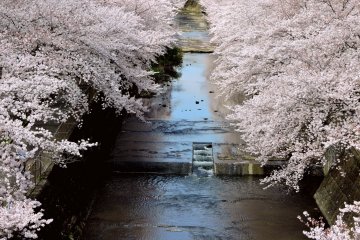 Fleeting Spring Magic at Ondagawa