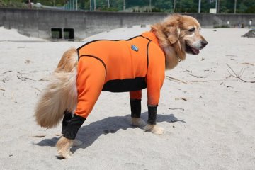 Even the local dogs are keen for a bit of the action
