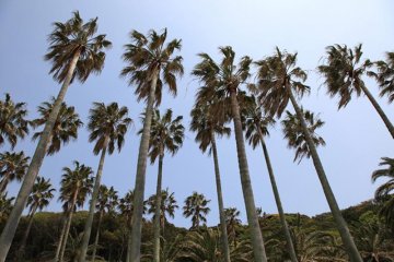 It's hard to believe such scenic views are within a few hours train ride from Tokyo, the beaches are lined with palm trees