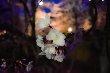 Cherry Blossoms in Central Park