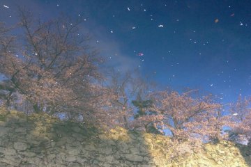 <p>The moat reflects the cherry blossoms</p>