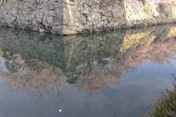 <p>Combination of the reflection and floating petals creates a beautiful landscape</p>