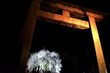Weeping Cherry Tree at Asuwa Jinja