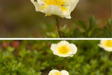 More flowers…