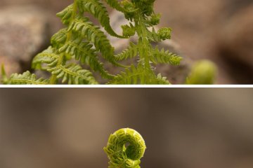 … and amazing looking fern