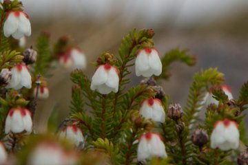 Great variety of alpine flowers never seen before