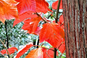 <p>Autumn leaves along the trail</p>