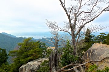 <p>View from close to the top</p>