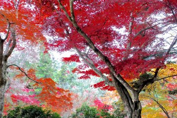 The maples in all their glorious hues