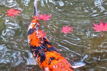 Maple leaves floating in the park's fish pond