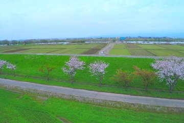 Flying Over Fields Edged in Sakura