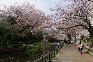Sakura di Taman Oyokogawa-Shinsui