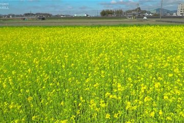 Terbang diatas padang mustard 