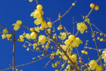 The local winter flower - wintersweet - adorns the hillside come the colder months