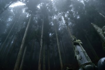 <p>Le temple se trouve dans une for&ecirc;t de c&egrave;dres</p>