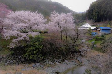 <p>Profitez des cerisiers en fleurs sur le chemin du temple</p>