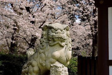 <p>Koma-inu at Sugiyama Shrine</p>