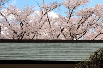 <p>Cherry trees rise above the rooftops</p>