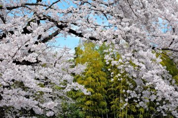<p>Bamboo and cherry blossom in lovely harmony</p>