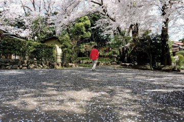 <p>Even the temple car park is transformed by the blossoms</p>