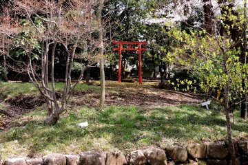 <p>Small red torii amid the trees</p>